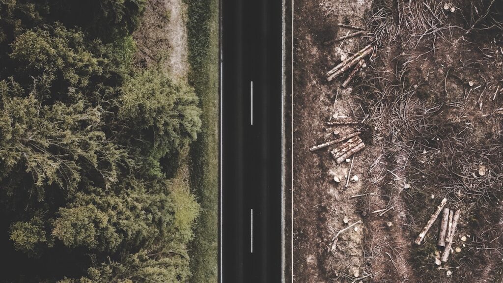Deforestation from logging. Photo credit: Justus Menke, Unsplash